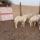 بهم تربيه للبيع