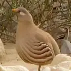 طيور حجل ازواج