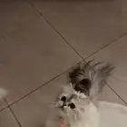 قطه لتبني