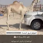 قعود حق طيب ( هجن )