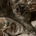 قطط