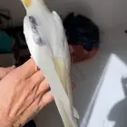 كروان هدد اليف