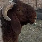 للبيع طلي فحل