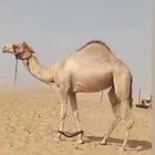 هجن حقه بنت السيف ال عبيد الام بنت المتحد الاصفر