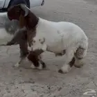 مشروع فحل نعيم صنف فاخر