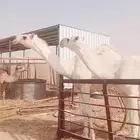 بكار مزاين وضح حقايق باتليات