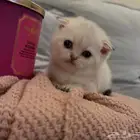 قطط سكوتش فولد للبيع للبيع