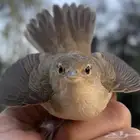 بلبل مهاجر