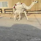 البيع خلفات منايح للبيع