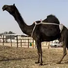 خفوت مجهم كفو