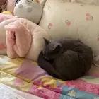 قط برتش لتبني