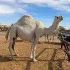 لقحه وضحى ملاقي