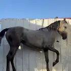 فرس شعبيه