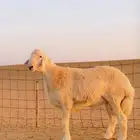 فحل صنف جذع مشروط ومتمكن ( تم البيع )