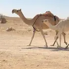 عشرا منتج