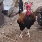 ديك عربي اصيل