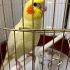 فرخ كروان أليف