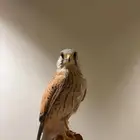 شبوط للبيع . الزوج 80