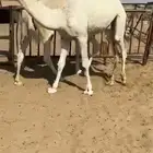 قعودين مفاريد زواج او مبداء كفو التواصل اتصال