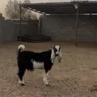 تيوس للبيع