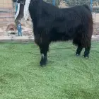 تيس فحل عارضي صنف خصم تم البيع