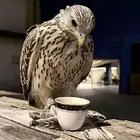 مطلوب طير حر او شيهانه بسعر معقول