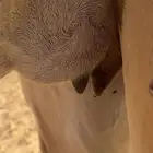 هجن مصعد بنت السيف العرق