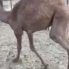 قعود طايش لباني على الحليب