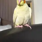 كروان مفقود