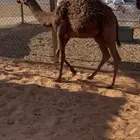 قعود قصب