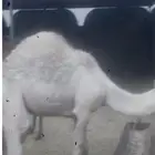 قعدان لباني على حليب امهاتها عمر 7-10 شهور