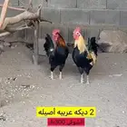 دجاج حمام.