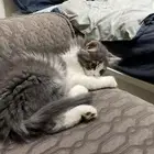 قط شيرازي