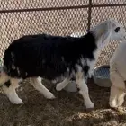 رخل نجديه