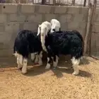 طليان نجد