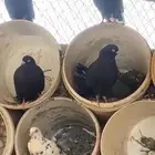 حمام قطايف