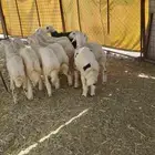 طليان حريات