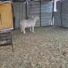 ضان حريات مراح