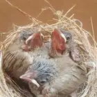 3 فروخ بلابل