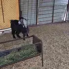 تيس ذبيحه ثني