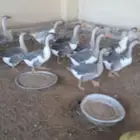 للبيع وز العدد 12 وزه على بدايه البيض