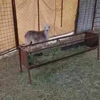 طلي حري ذبيحه ثلاجه