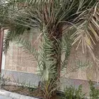 ابوياسين لبيع جميع انواع النخيل البلدي والواشنطن والفسيل