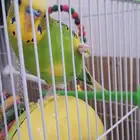 بادجي أسترالي - ذكر