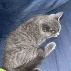 قط سكوتش ستريت للبيع