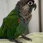 كنيور ألبف هدد داخلي