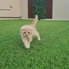 قطط للبيع