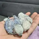 فروخ روز فر