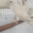 طيور  البينو ابيض عش طبه طبات شباب تزاوج روز ببغاء حب