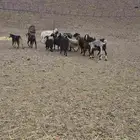 معزا مضاريع